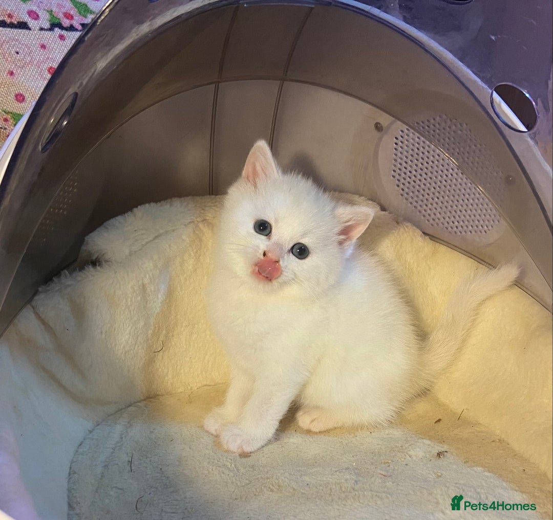 Munchkin cats for sale: Full Pedigree Munchkin Kittens  - Image 26