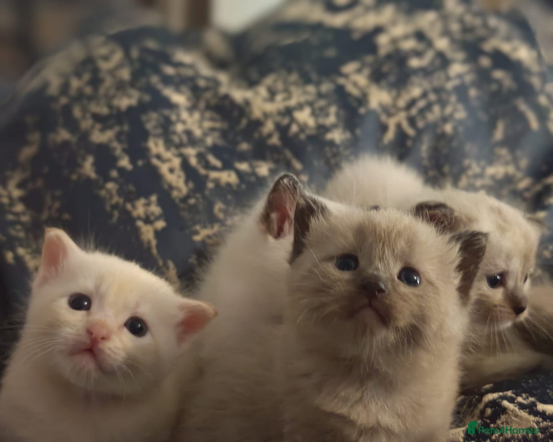 Tonkinese cats for sale: Gorgeous Tonkdoll kittens  - Advert 22