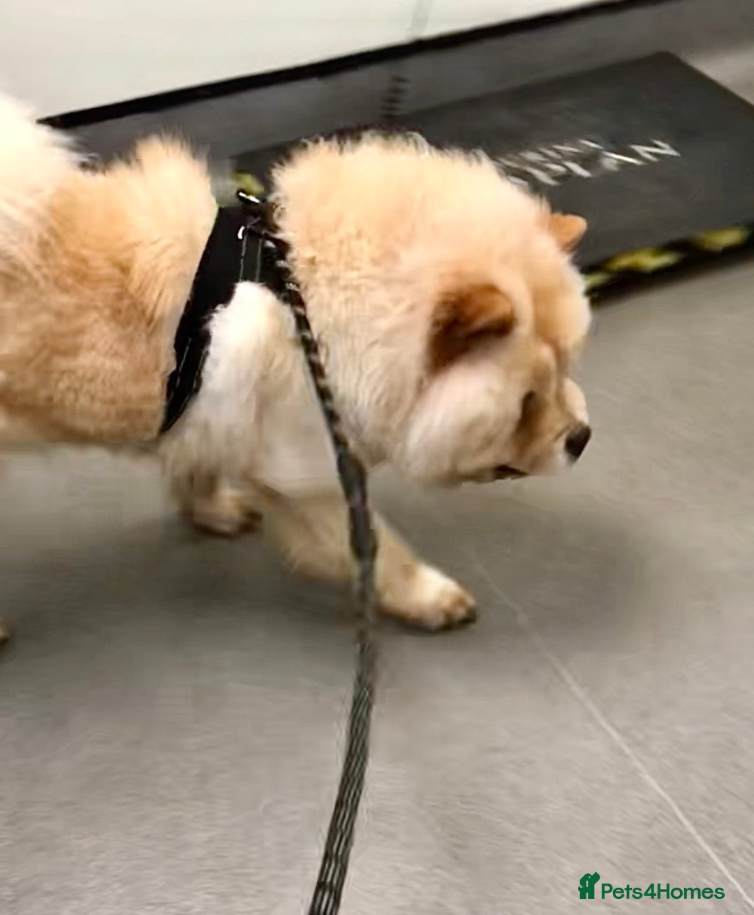 Chow Chow dogs for sale: GORGEOUS KC FEMALE CHOW FOR SALE!!!!!! - Image 9