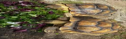 Tortoise reptiles for sale: Male and Female Sulcatas  in Benfleet - Advert 2