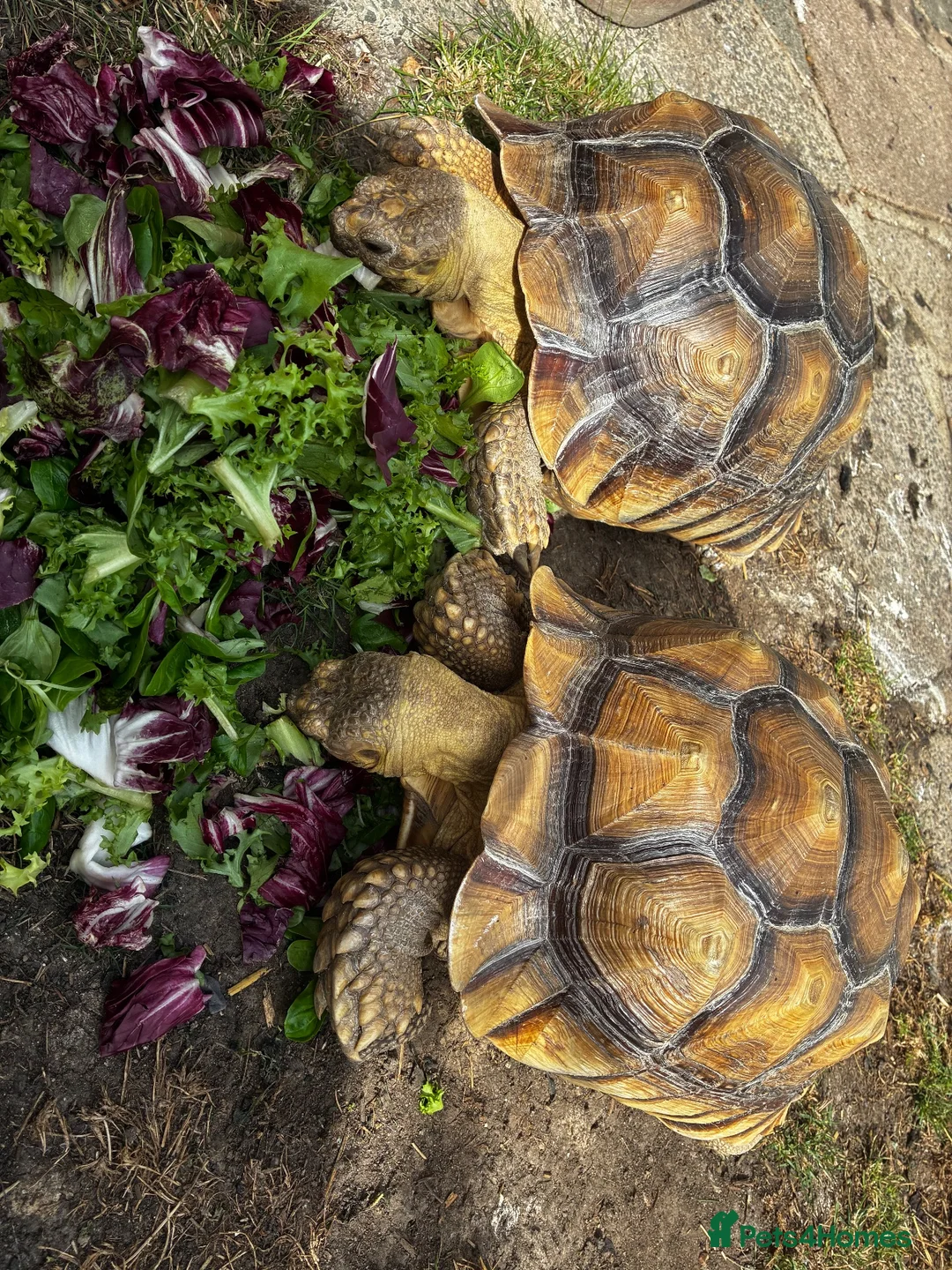 Tortoise reptiles for sale: Male and Female Sulcatas  in Benfleet - Advert 2
