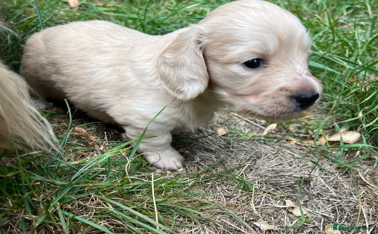 Miniature Dachshund dogs - Advert 2