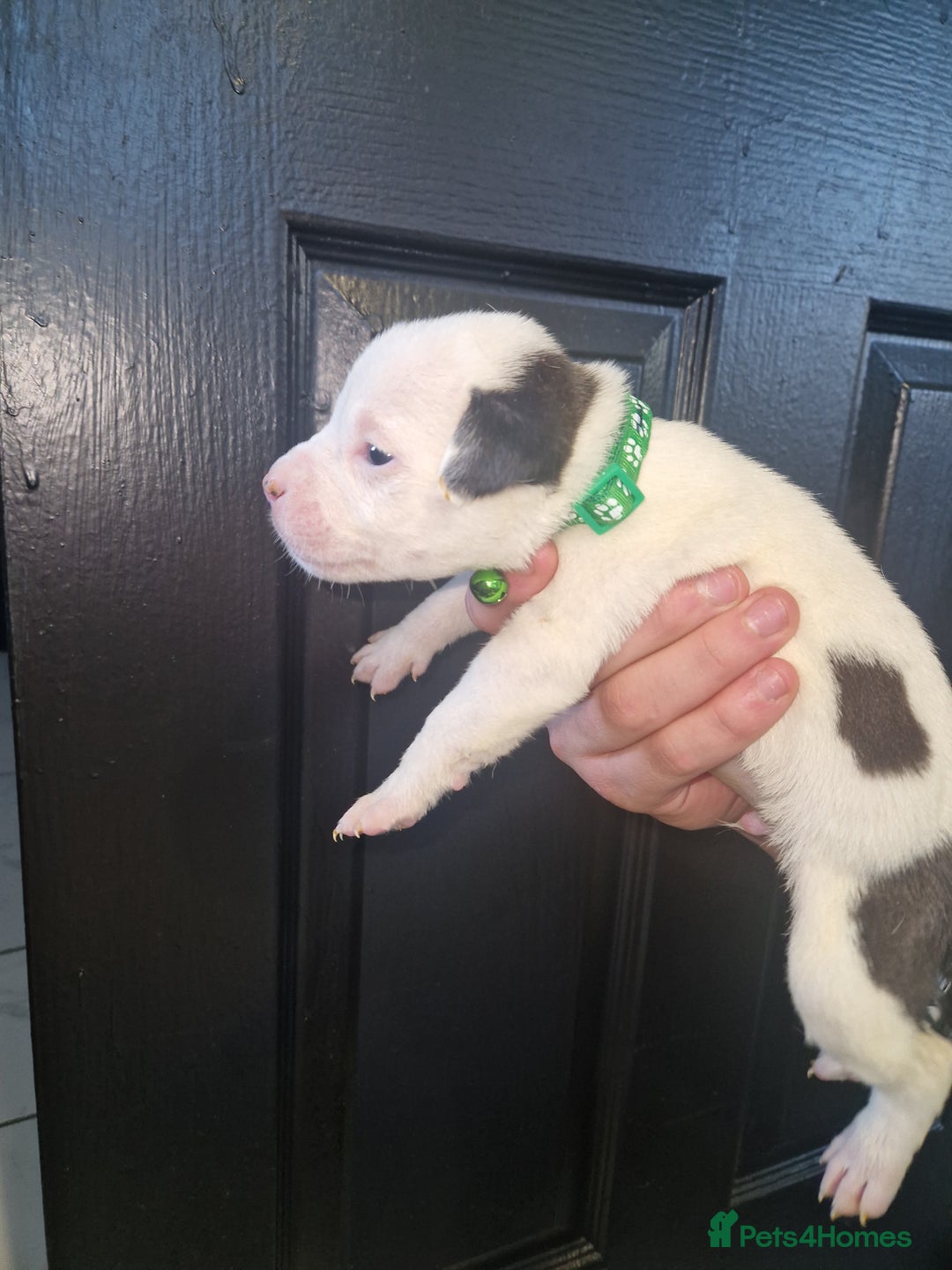 American Bulldog dogs for sale: American  bulldog  pups - Image 21