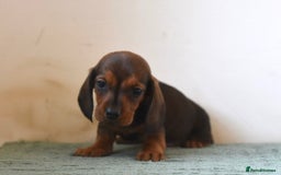 Miniature Dachshund dogs for sale: Mini smooth dachshunds  - Image 2