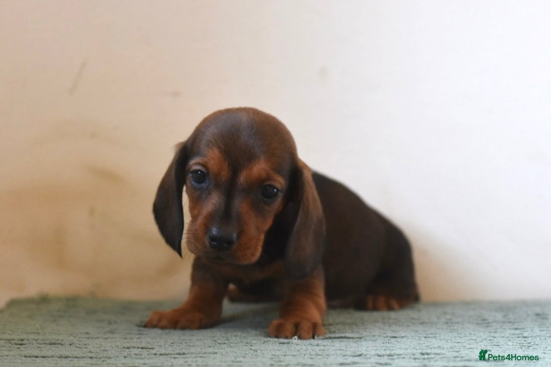 Miniature Dachshund dogs for sale: Mini smooth dachshunds  - Image 2