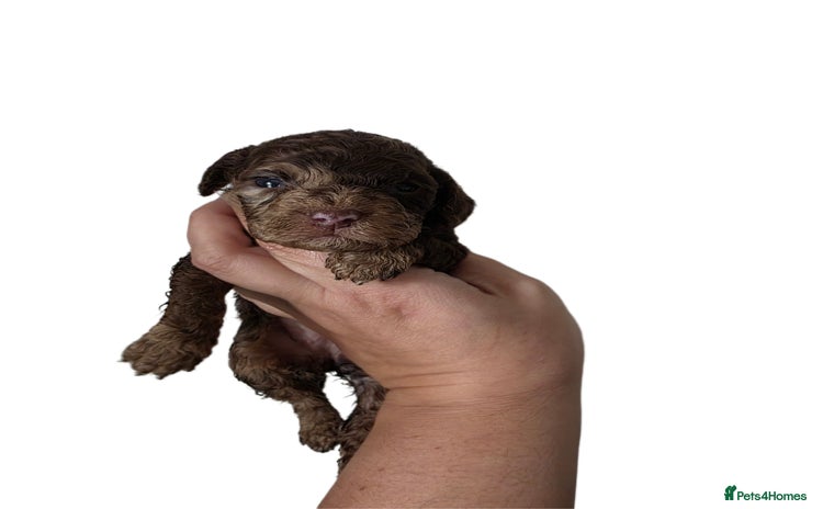 Cockapoo dogs - Advert 1