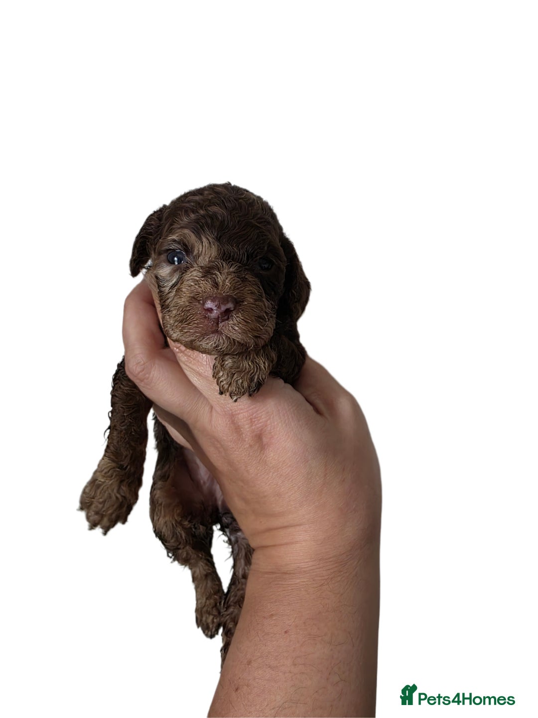 Cockapoo dogs for sale: Cockapoo puppies - Advert 10