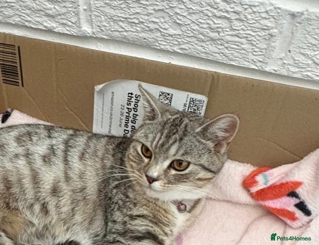 Mixed Breed cats Lovely British Shorthair/Scottish Fold Mix Kittens - Advert 1