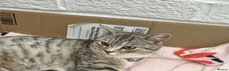 Mixed Breed cats for sale: Lovely British Shorthair/Scottish Fold Mix Kittens in Kingswinford - Advert 1