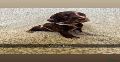 Cocker Spaniel dogs - Advert 3