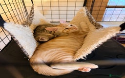 Mixed Breed cats for sale: Beautiful Kittens for sale  - Image 11