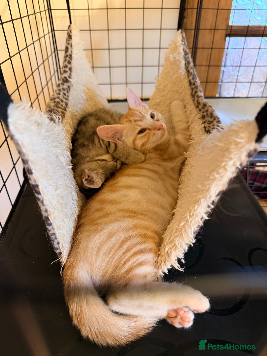 Mixed Breed cats for sale: Beautiful Kittens for sale  - Image 11