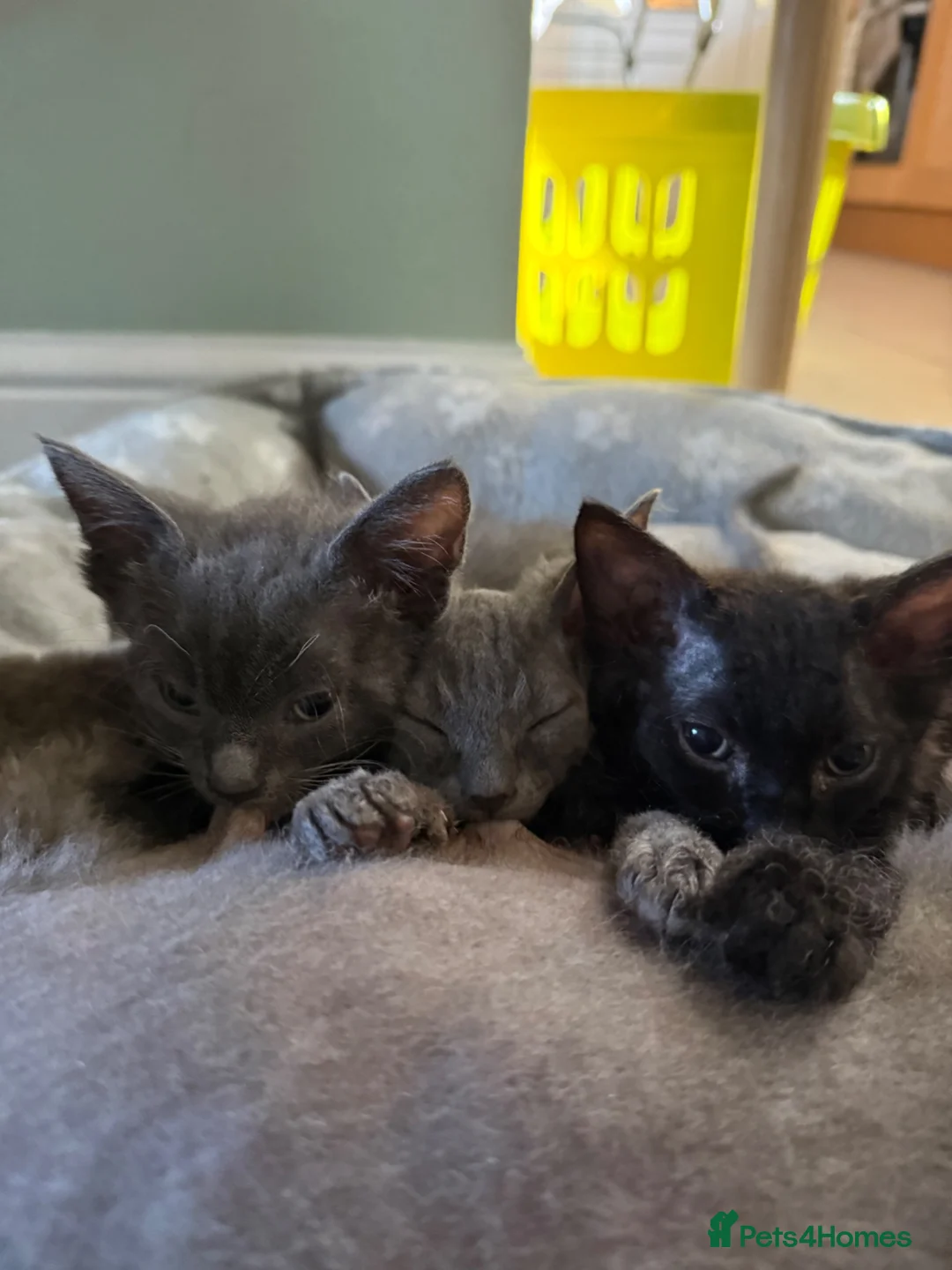 Mixed Breed cats for sale: Last grey kitten available now - Advert 1