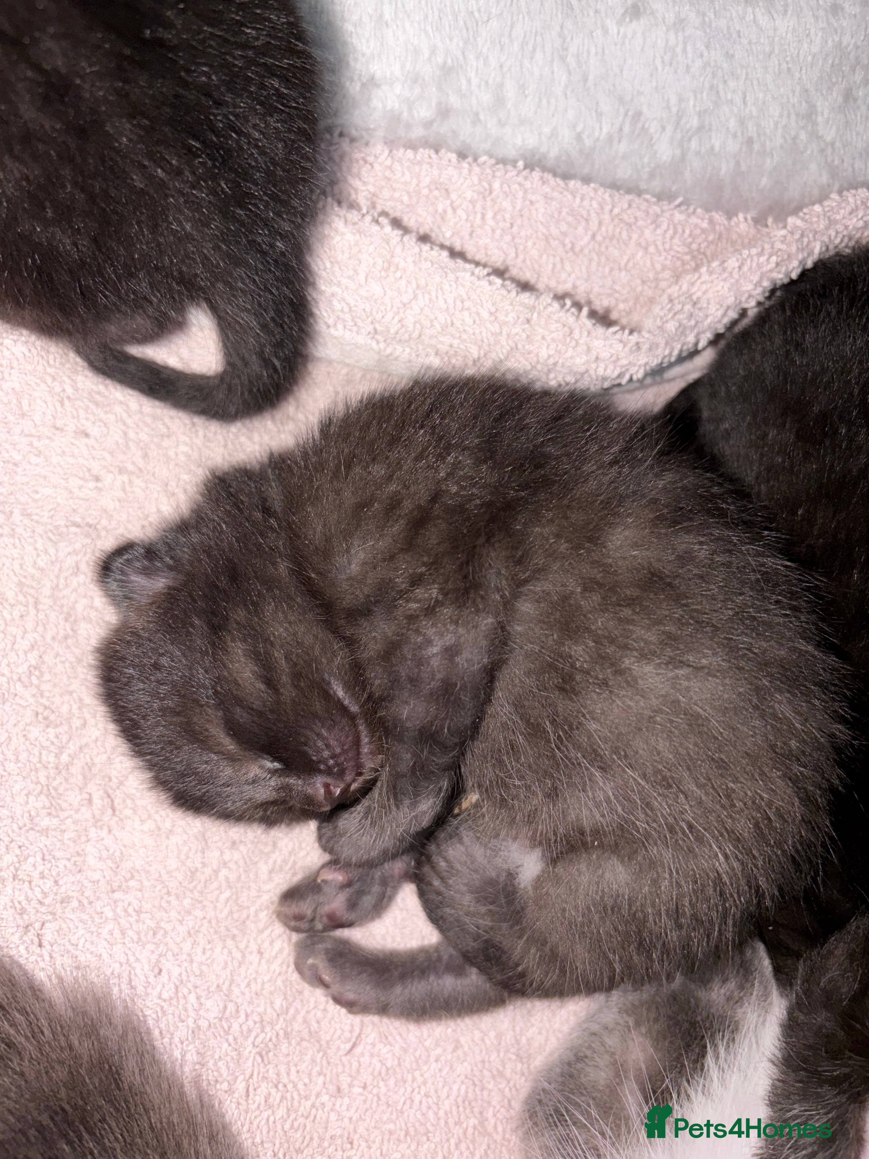British Shorthair cats for sale: BEAUTIFUL CUTE KITTENS - Advert 5