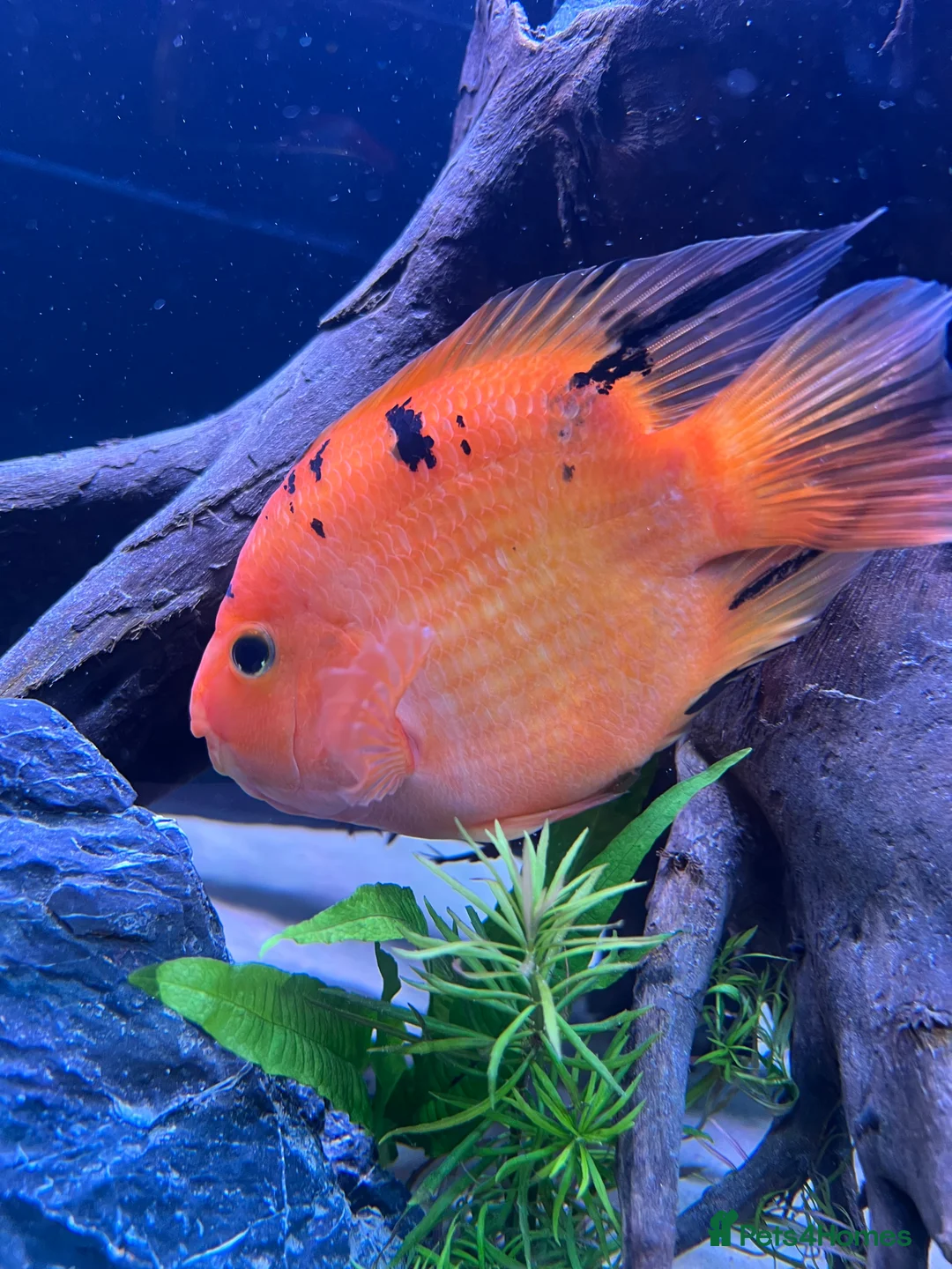 Cichlids fish for sale: Parrot fish for sale  - Advert 2