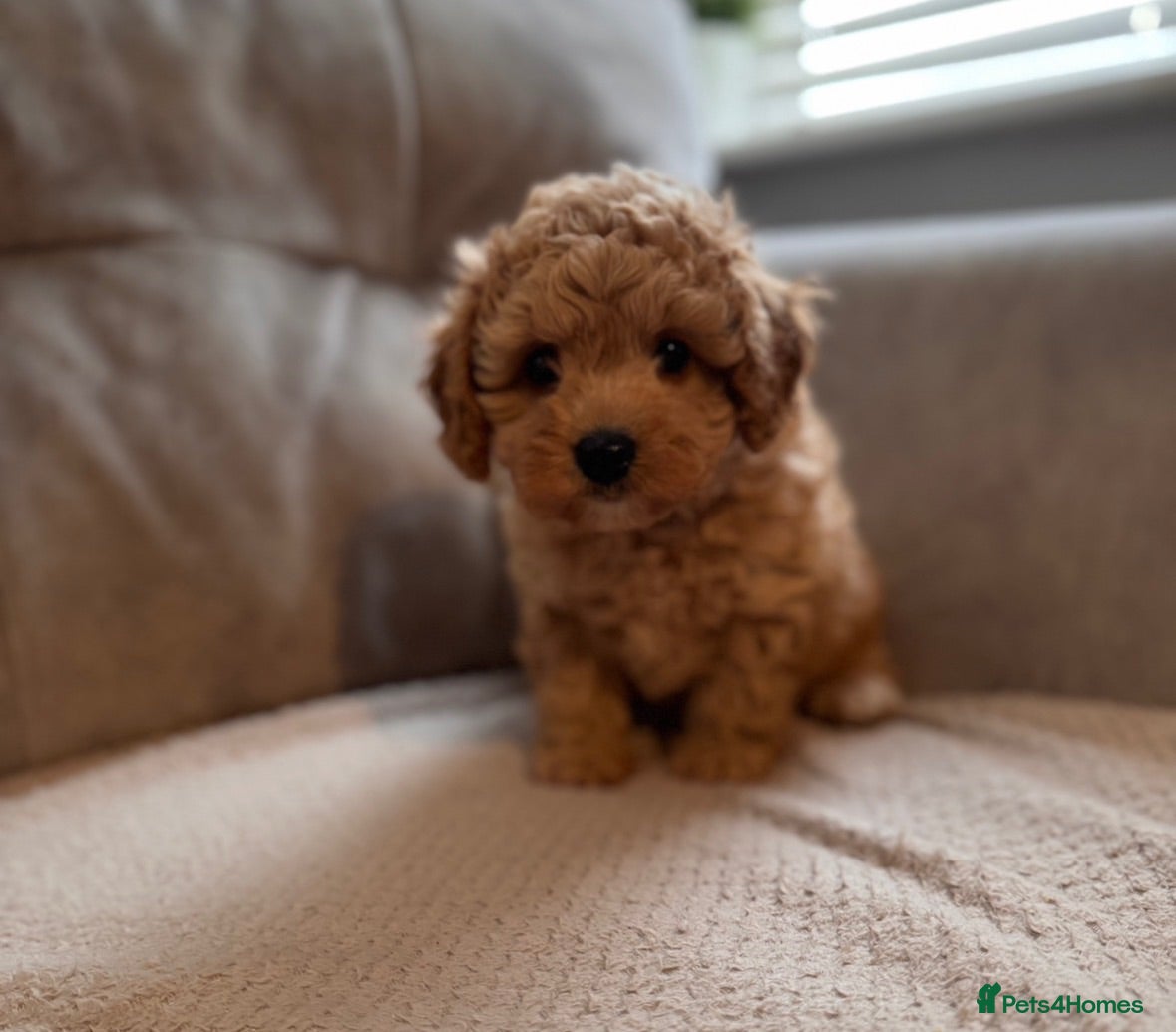 Cavapoochon dogs Cavapoochons 🧸 DNA health tested ⭐️ - Advert 14