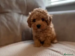 Cavapoochon dogs Cavapoochons 🧸 DNA health tested ⭐️ - Advert 14