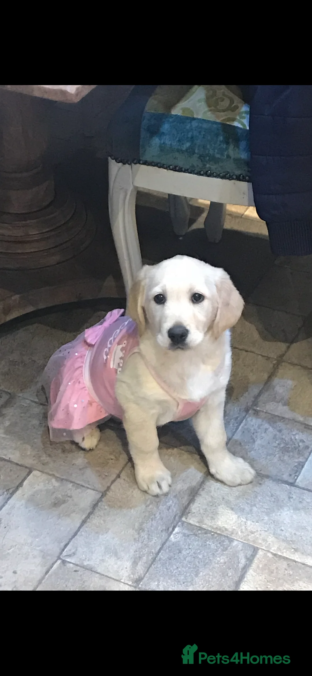 Goldador dogs for sale: Golden retriever 3/4 x 1/4 Labrador puppies in Barnsley - Advert 19