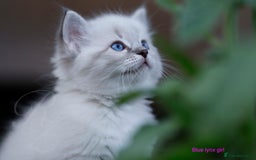Ragdoll cats for sale: Stunning GCCF Registered Heart Melting Affection - Image 14