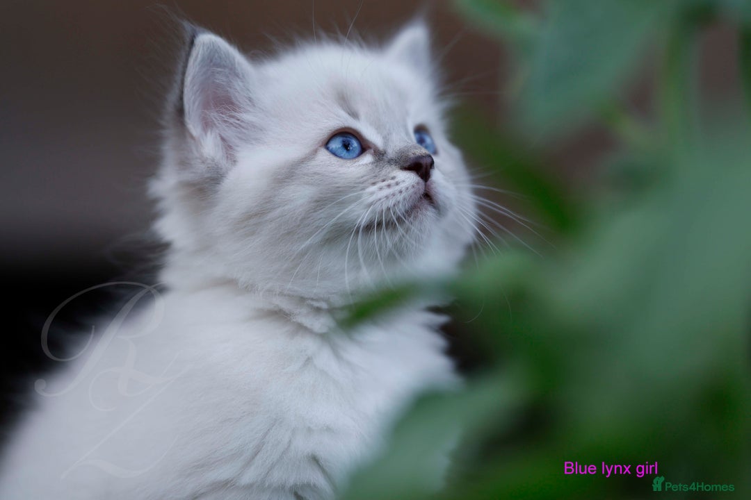 Ragdoll cats for sale: Stunning GCCF Registered Heart Melting Affection - Image 14