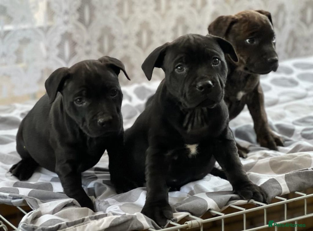 Staffordshire Bull Terrier dogs for sale: Stunning Staffordshire bull terrier puppy - Advert 3
