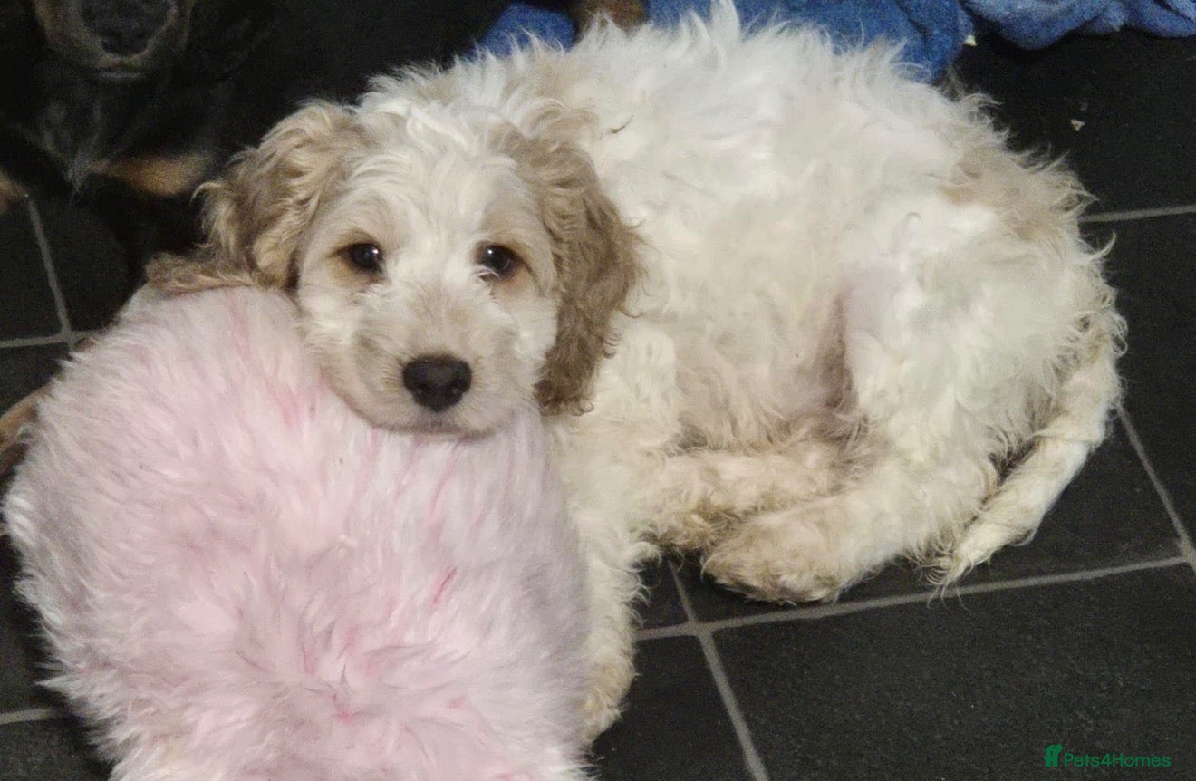 Cockapoo dogs for sale: Ready Now F1B Cockapoo puppies - Advert 1