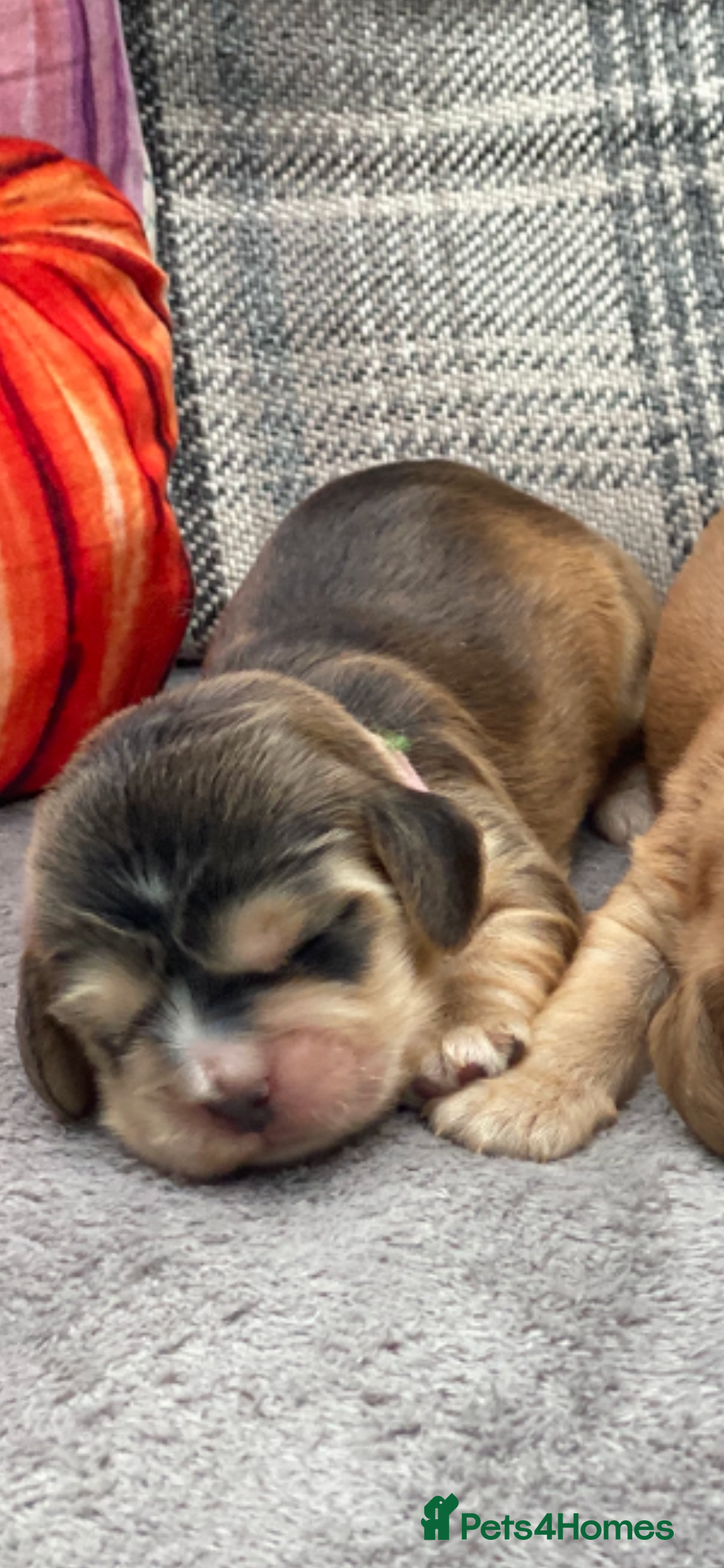 Cocker Spaniel dogs for sale: KC SHOW TYPE COCKER REGISTERED - Advert 16