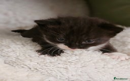 Mixed Breed cats for sale: 3 kittens for sale.  - Image 4