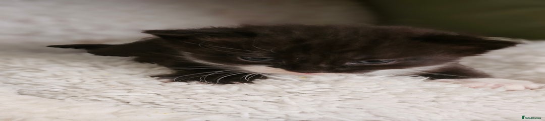 Mixed Breed Kitten 3
