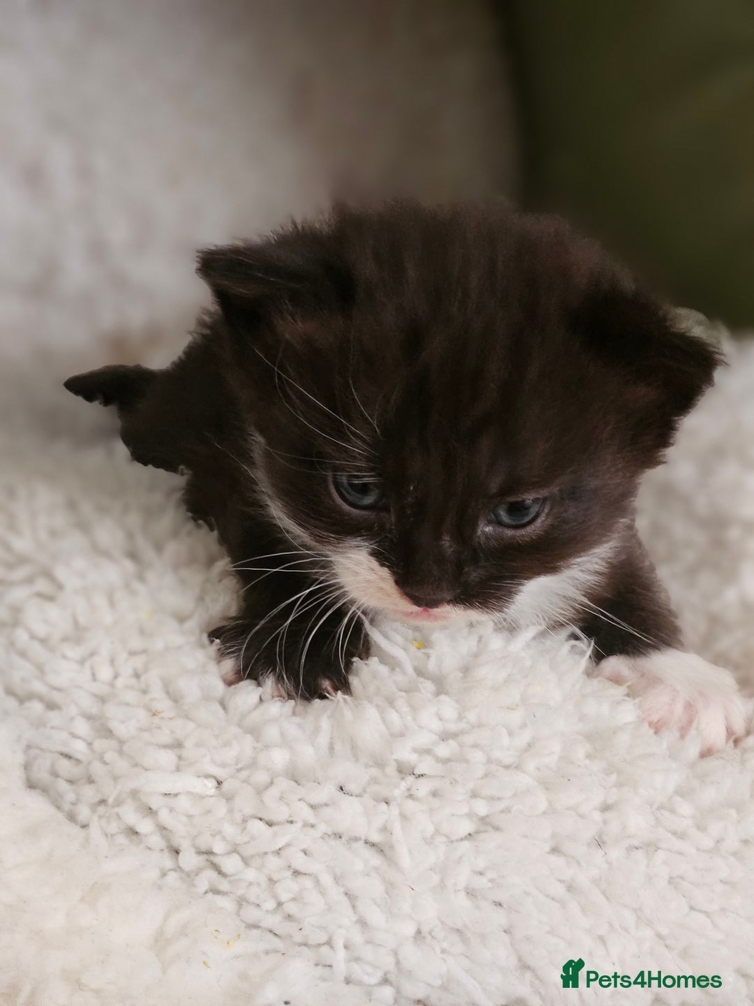 Mixed Breed cats for sale: 3 kittens for sale.  - Image 4