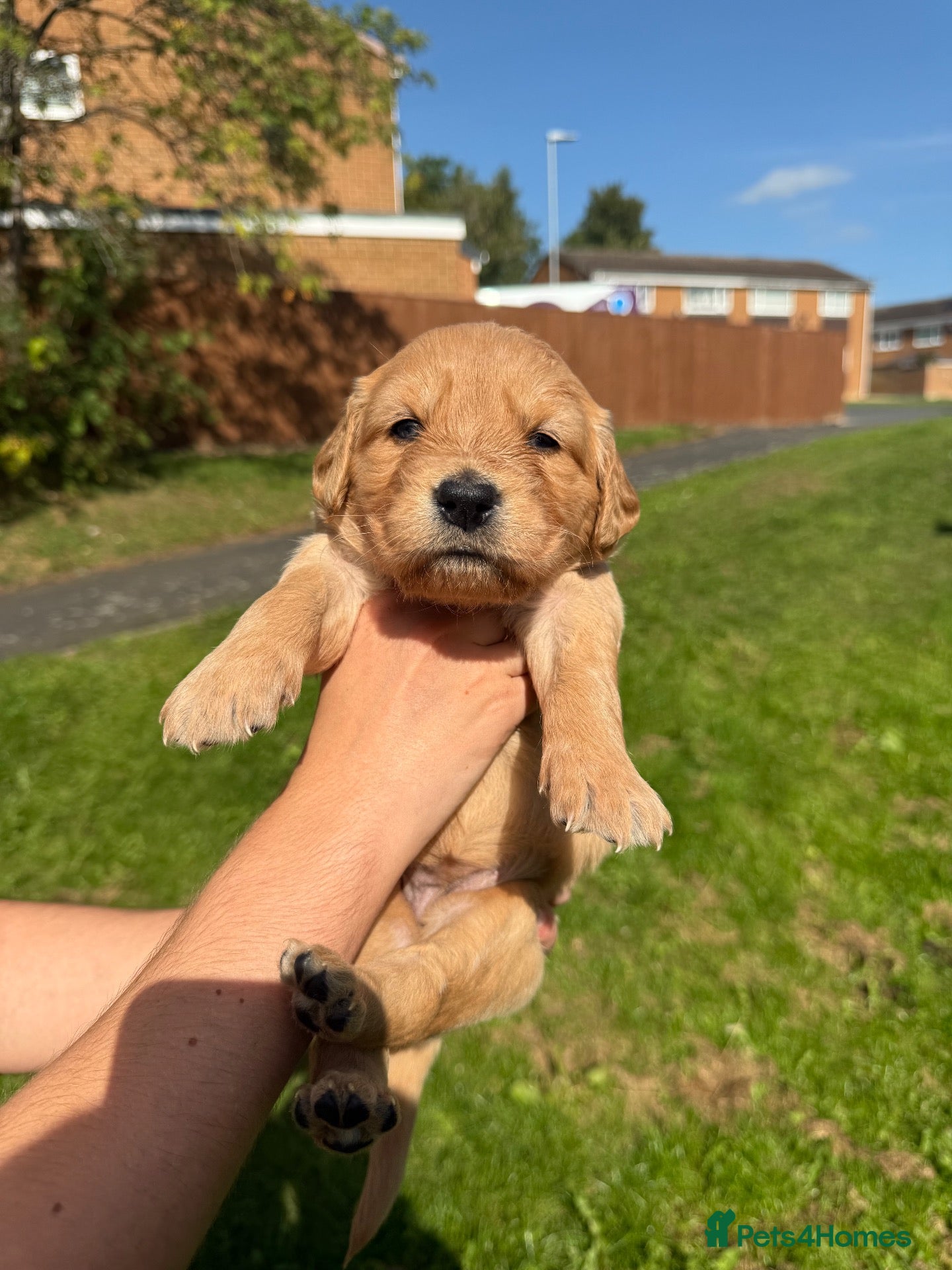 Golden Retriever dogs LAST GIRL LEFT! PUPPIES FOR SALE - Advert 2
