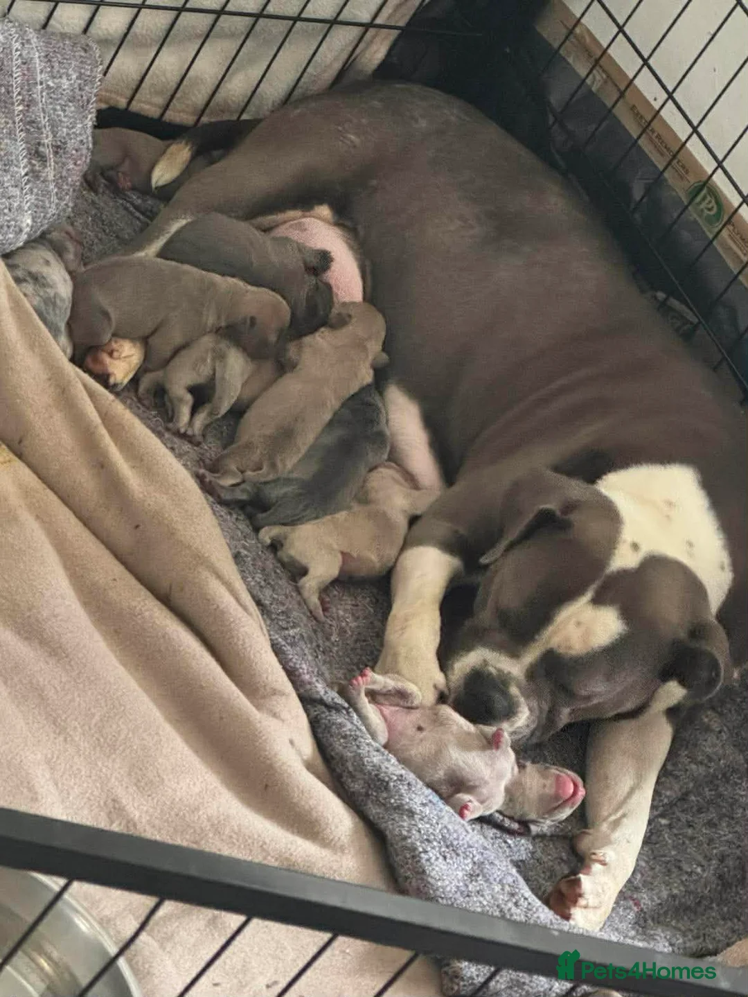 Mixed Breed dogs for sale: Hybrid old tyme bulldog/french  - Advert 1