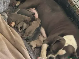 Mixed Breed dogs Hybrid old tyme bulldog/french - Advert 1