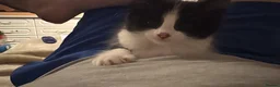 Mixed Breed cats for sale: One boy left, part ragdol  - Advert 5