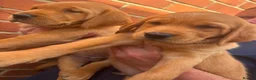 Goldador dogs for sale: Health Tested Goldador Puppies - Advert 4