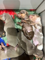 Miniature Dachshund dogs Only 3 available KC stunning rare colours 🥰 - Advert 2