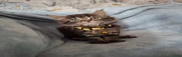 Mixed Breed cats for sale: 3x Beautiful maincoone cross kittens - Advert 26