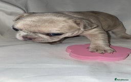 French Bulldog dogs for sale:  French Bulldog Puppies – Beautiful, Rare Colours - Image 3