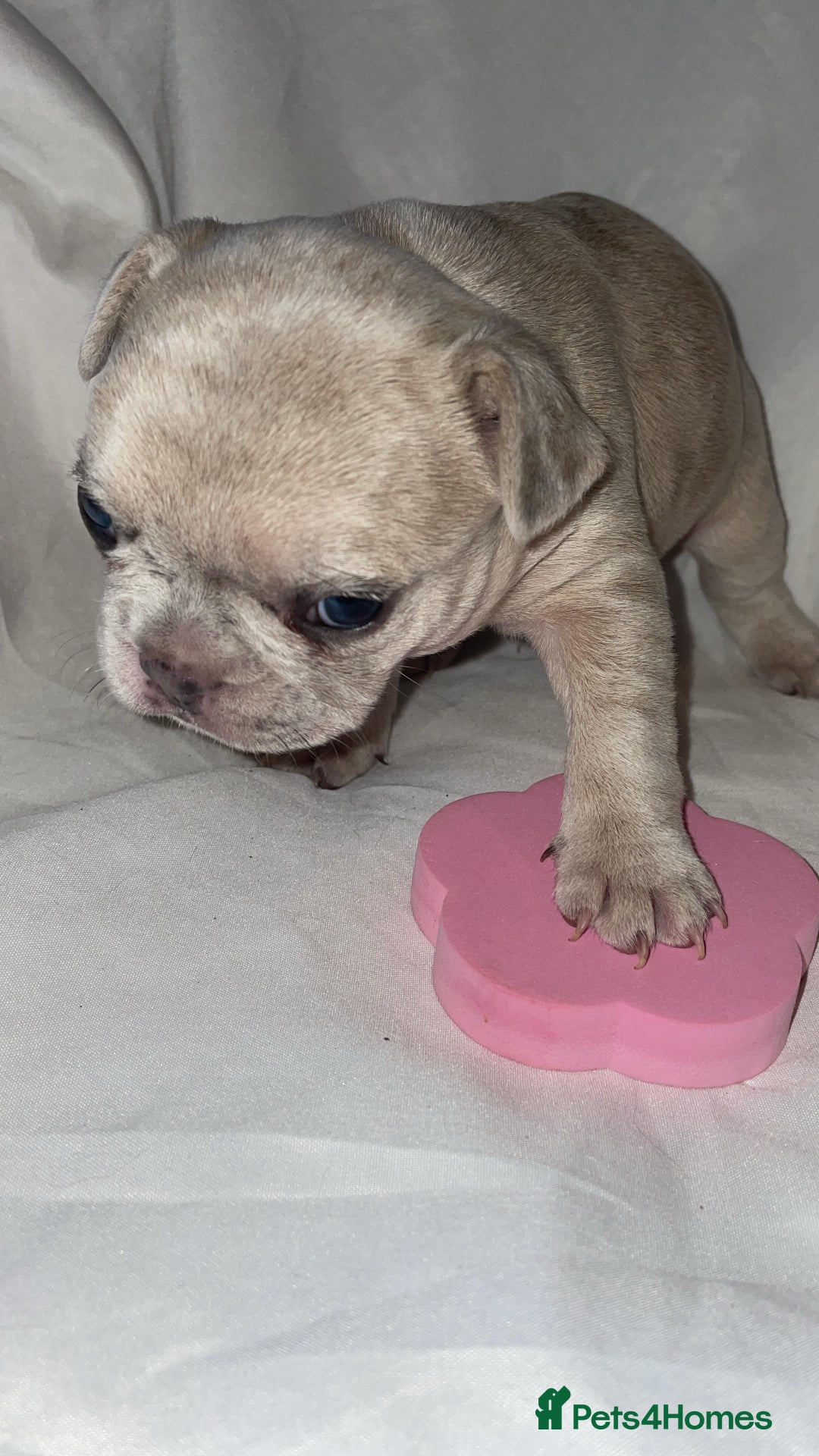 French Bulldog dogs for sale:  French Bulldog Puppies – Beautiful, Rare Colours - Image 3