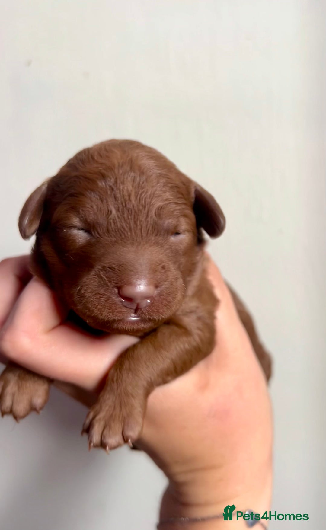 Labradoodle dogs for sale: Gorgeous Litter of F1 Labradoodle Puppies  in Lydbury North - Image 18