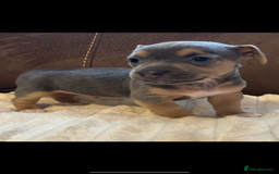 Jack Russell dogs for sale: Miniature Jack Russell Puppies - Image 4