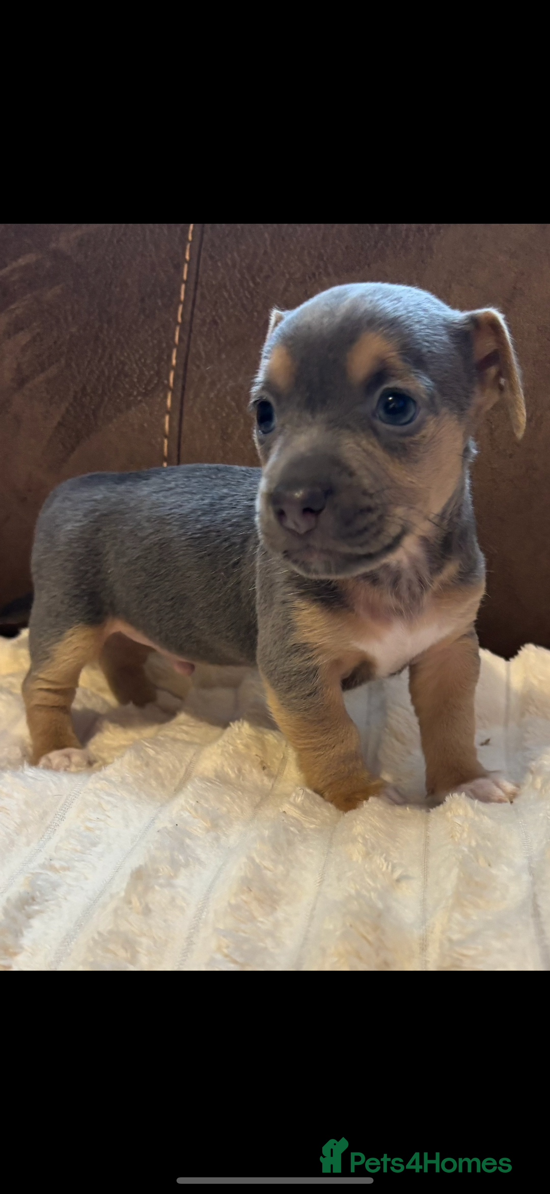 Jack Russell dogs for sale: Miniature Jack Russell Puppies - Image 4