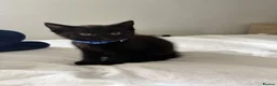 Domestic Shorthair cats for sale: Kittens for sale - Advert 5