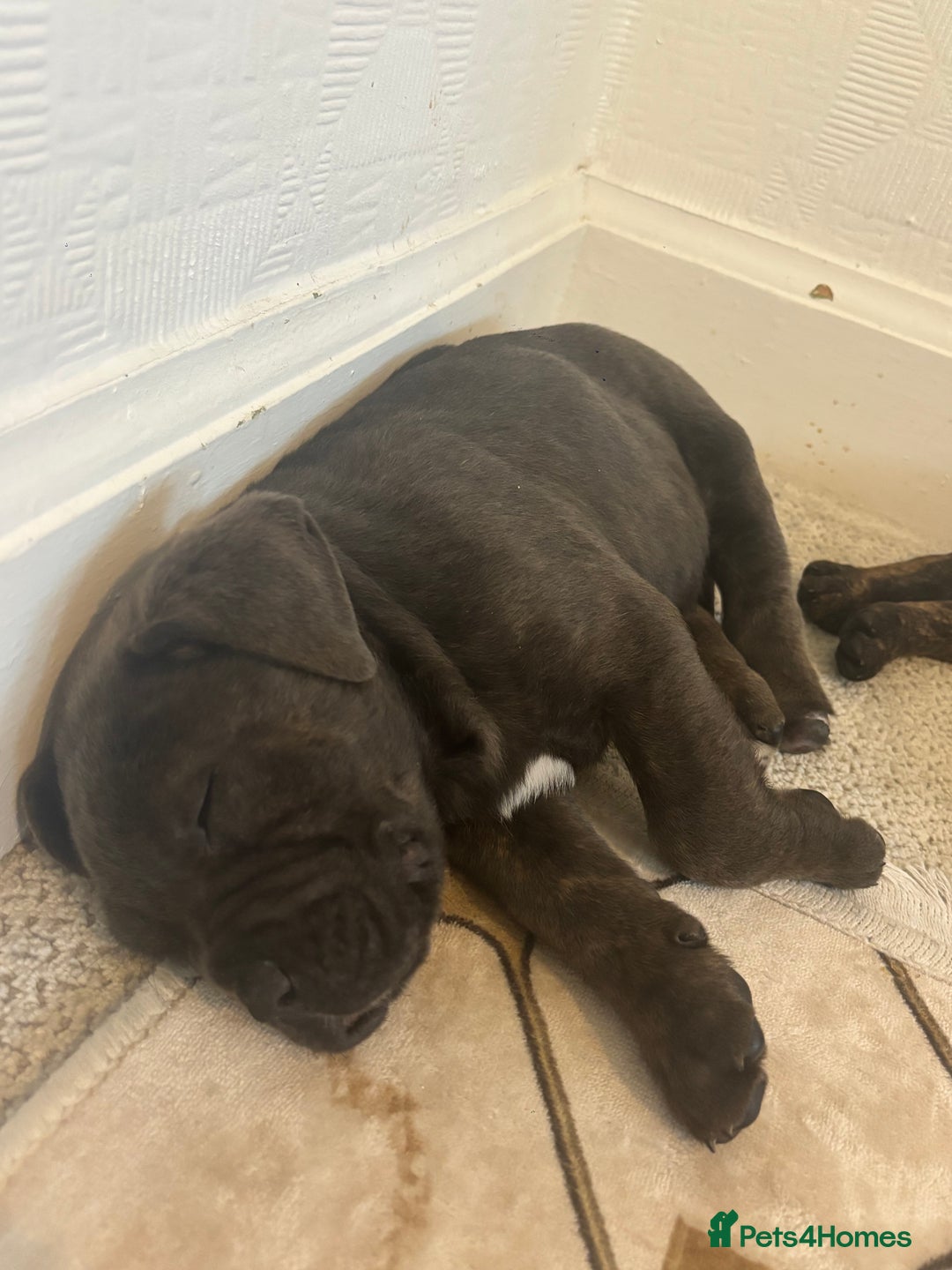 Cane Corso dogs for sale: Cane corso puppy’s  - Image 3