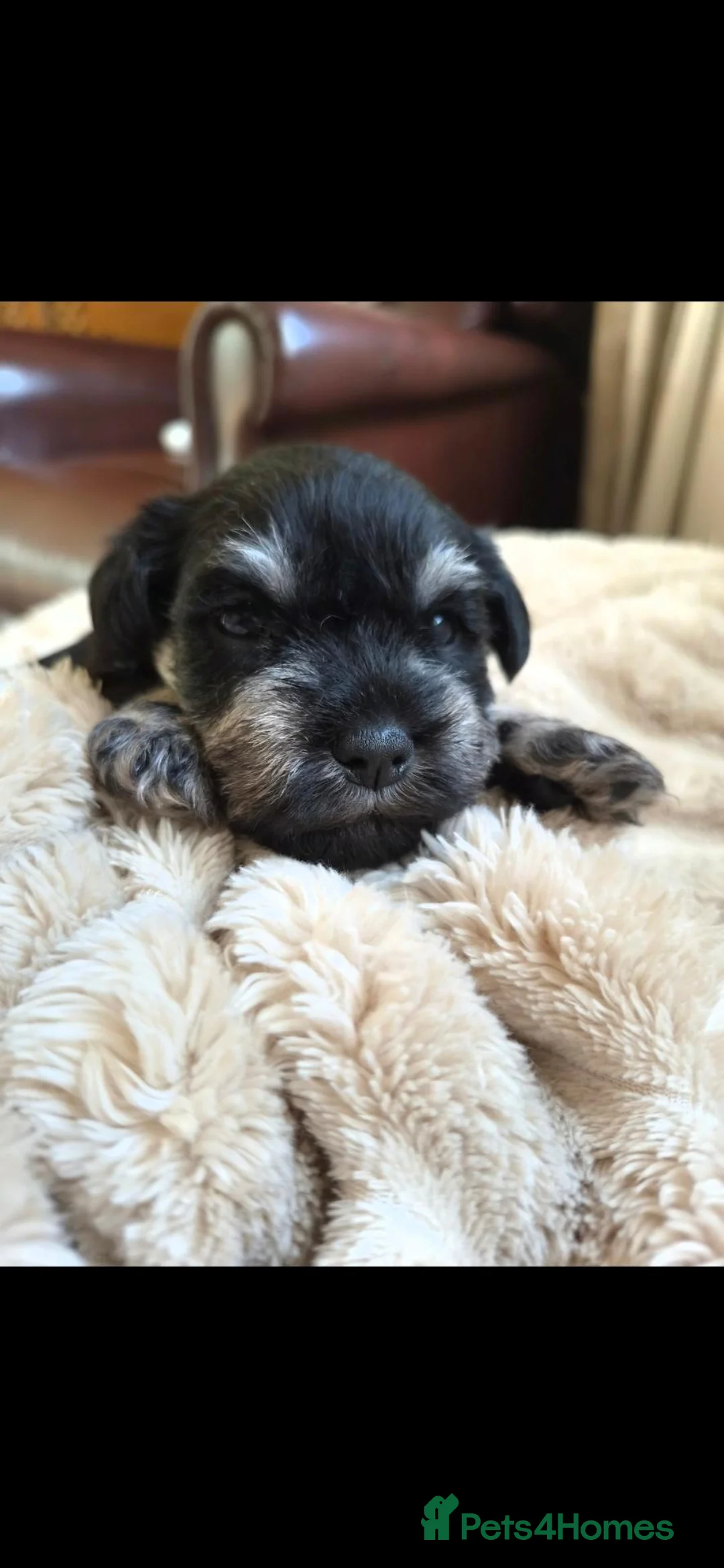Miniature Schnauzer dogs for sale: Outstanding Miniature Schnauzer puppies - Advert 1