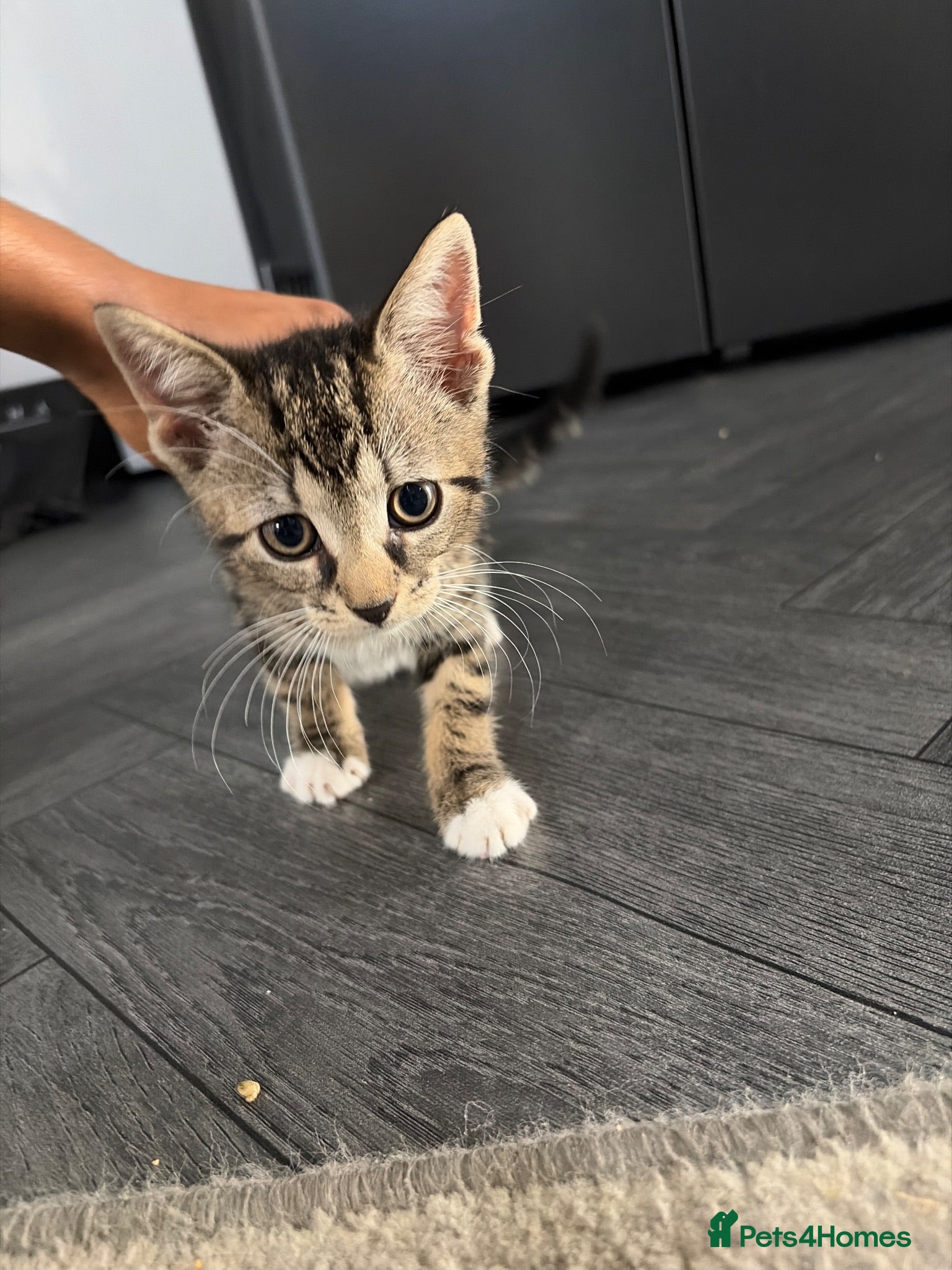 Mixed Breed cats mixed breed kitten ready for adoption  - Advert 10