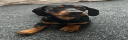 Miniature Dachshund dogs for sale: Miniature dachshund - Advert 7