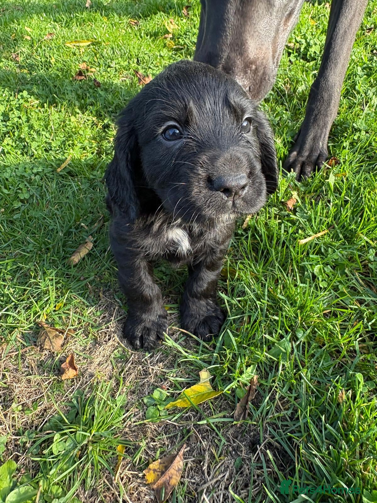 Cocker Spaniel dogs for sale: Kc registered Cocker spaniel pups for sale  - Advert 1