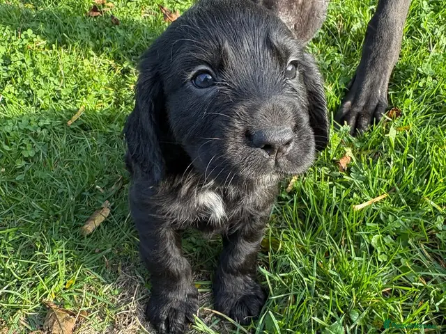 Cocker Spaniel dogs for sale: Kc registered Cocker spaniel pups for sale - Advert 1