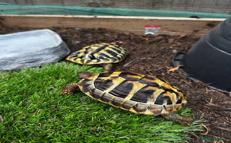 Hermann Tortoise reptiles - Advert 3